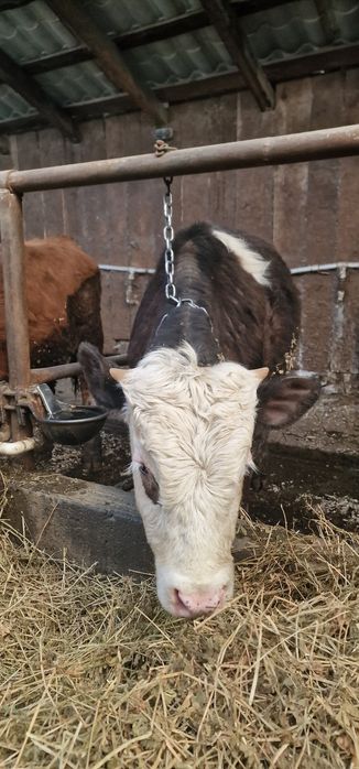 Vand doi taurasi baltati