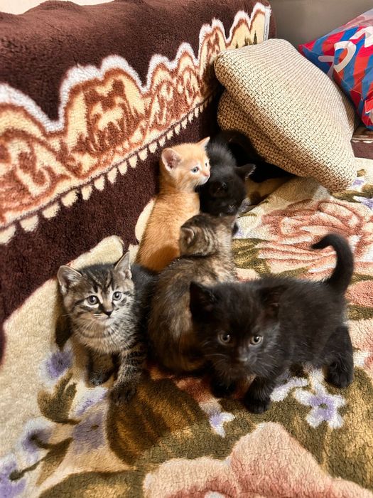 Котята Антидепрессанты)))