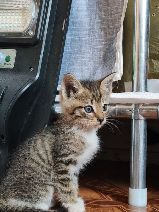 Отдам котят,в добрые руки