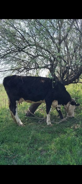 Продам корову, доится, спокойная