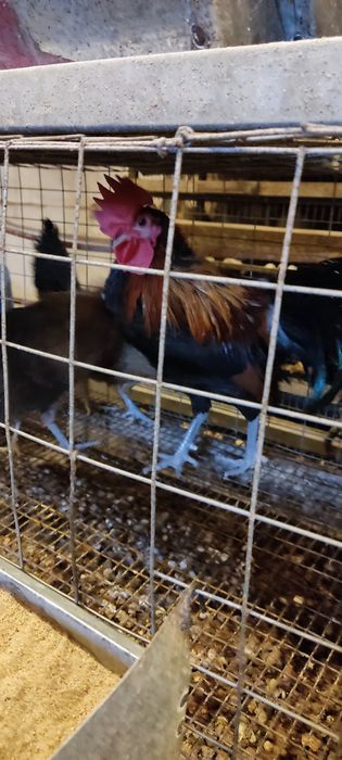 Яйца кур Феникс карлики.