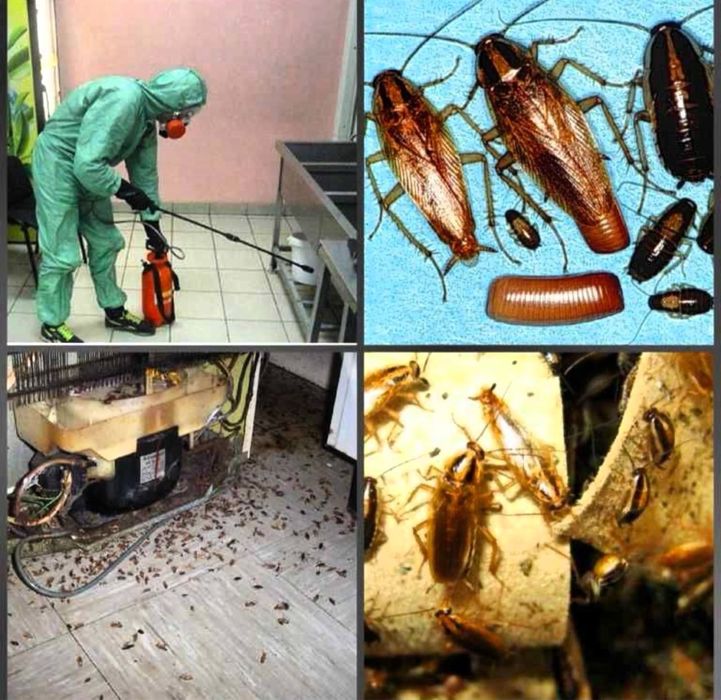 Скидка 10% Дезенфекция дизенфекция дезинфекция дизинфекция dizinfeksiy