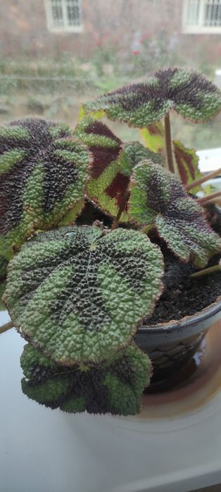 Продам комнатные цветы