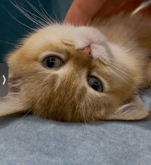 Британская ; окрас золотая шиншилла