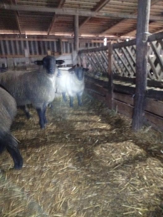 Vând berbecuți sufolk