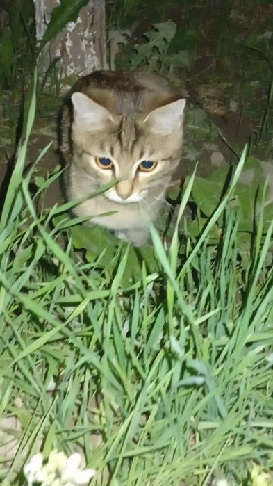 Бесплатно кот в хорошие руки