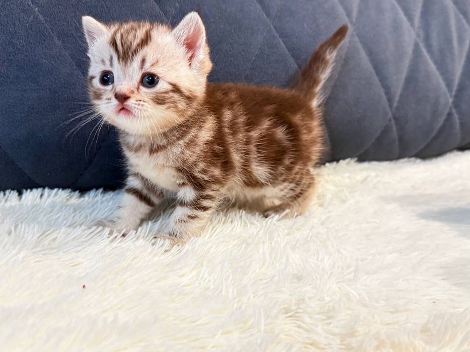Британские мраморные котята