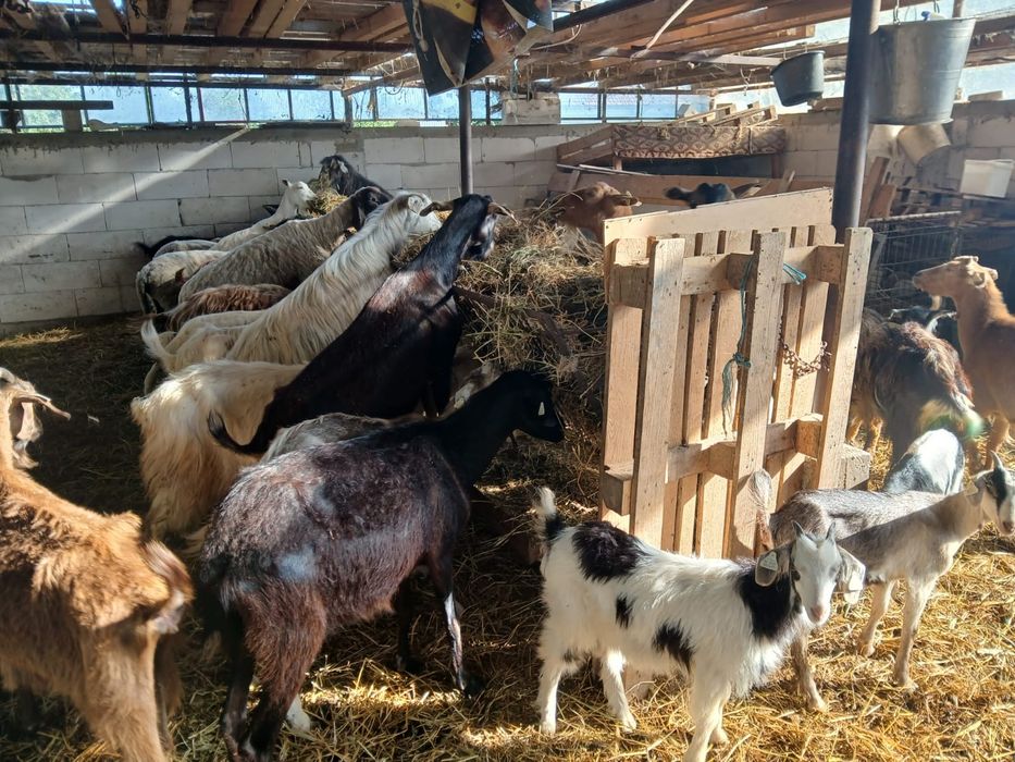 Vând 35 de capre și 15 plus iede și miei