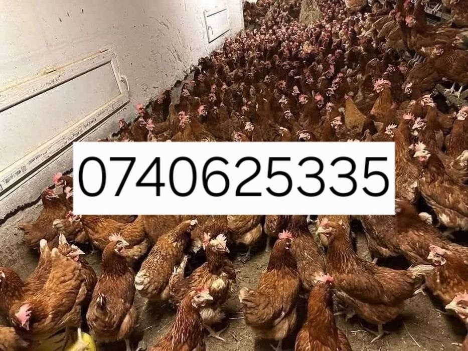 Gaini roșii ouătoare
