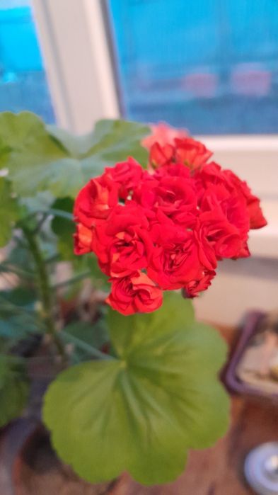 Комнатые цветы, Герань