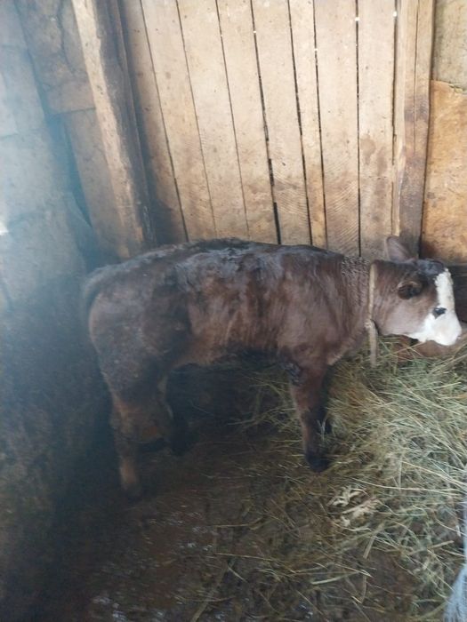 Vând vaca cu vitel  2 luni