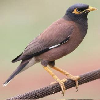 Говорящая   Майна