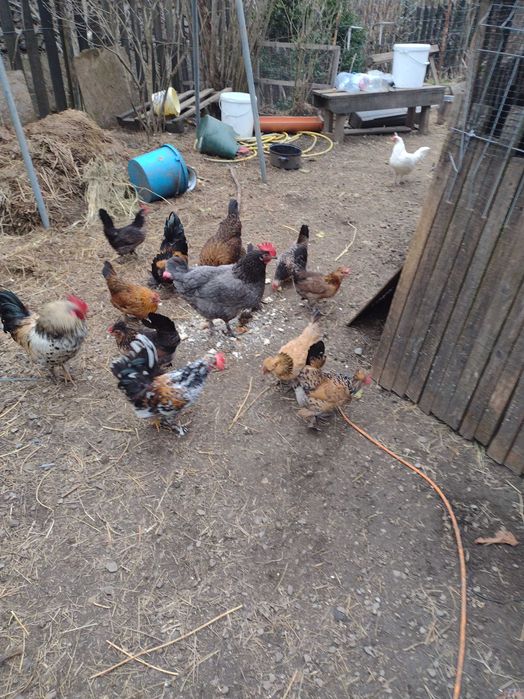 Vând ouă pentru incubat găini pitice