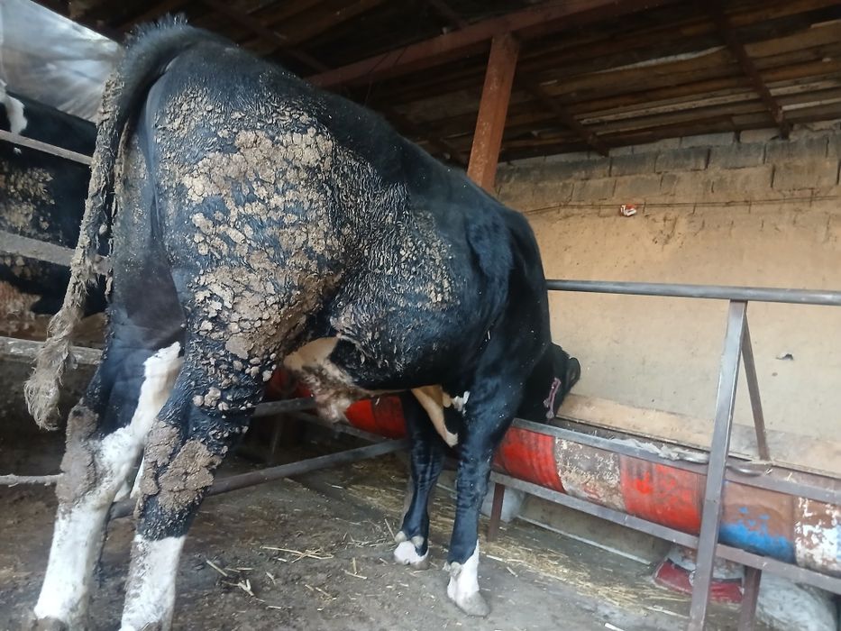 Buqa sotiladi 40 milyon