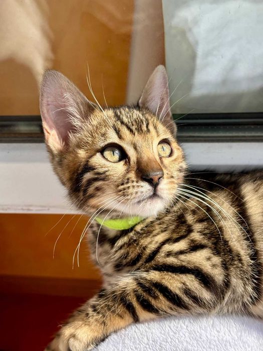 Бенгальский котёнок