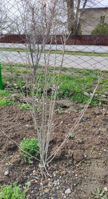 Саженцы көшеттер