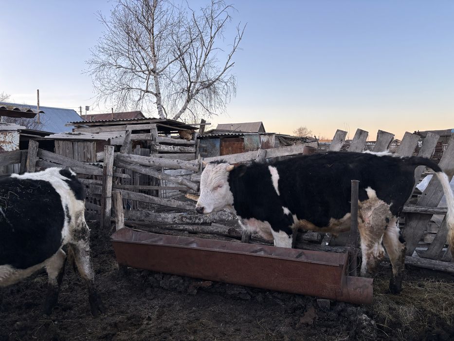 продам быков 1,2 года