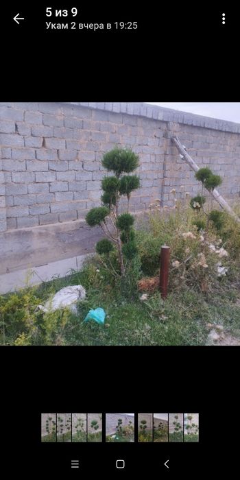 Арча бансай 100 сум  ссссс