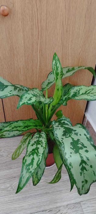 Стайни цветя за продажба!