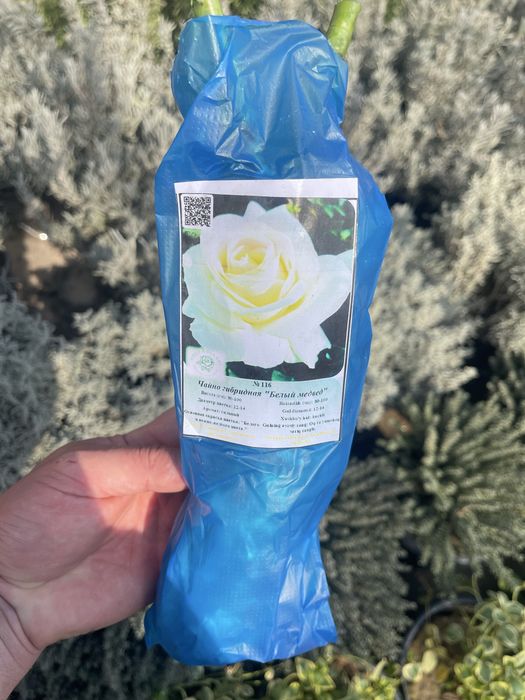 Английские розы в продаже