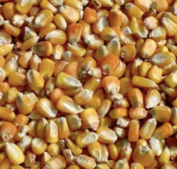 Кукуруза кормовая
