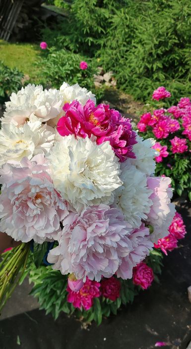 Продам дачу, Гудок