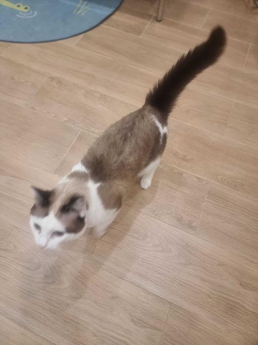 Пропала кошка по кличке Кэти.