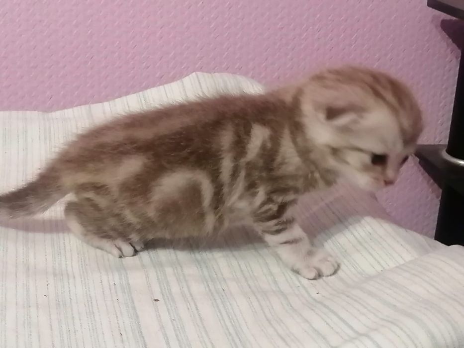 Продам шикарных шотландских котят