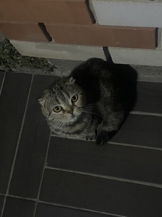 СРОЧНО Продам вислоушку