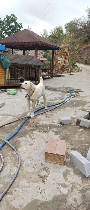 Туркменский Алабай