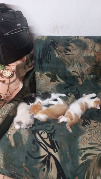 Отдадим в добрые руки котят