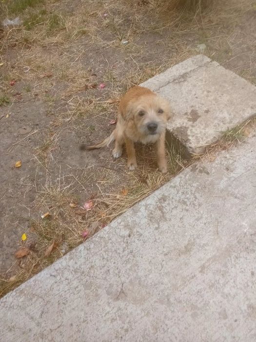 Cățeluș pentru  adopție   pufos