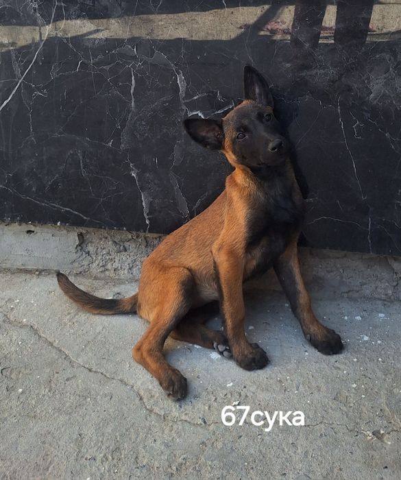 Продаются чистопородные щенки Малинуа