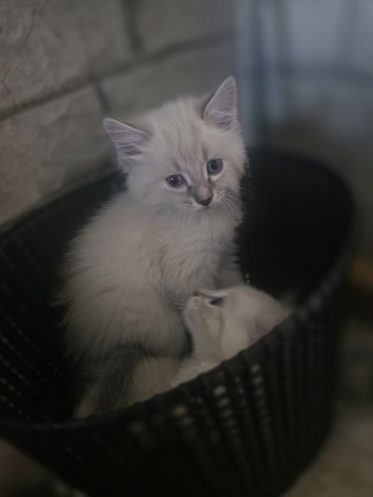 Отдам котят в добрые руки!