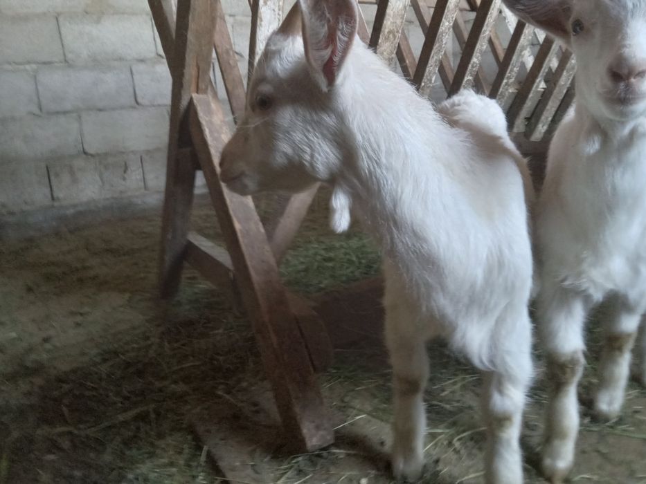 Зааненский  лақ лақ