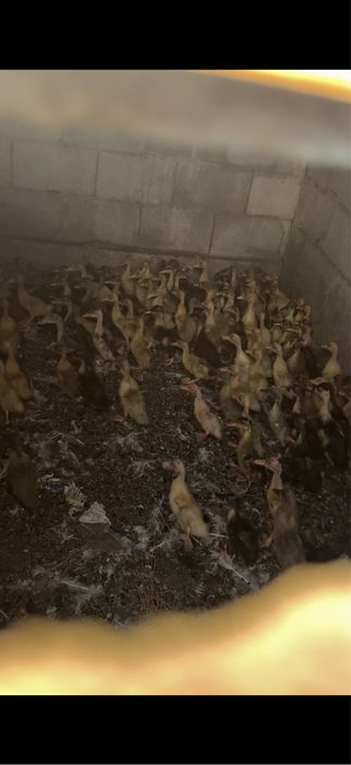 Утята башкирские