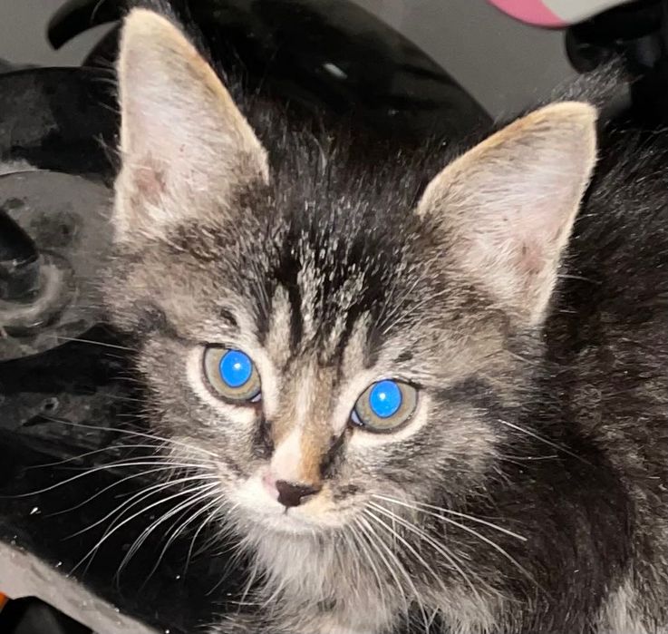 Воспитанный малыш