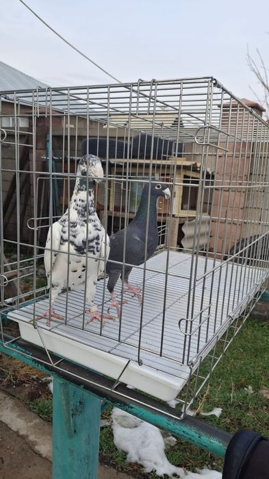 Голуби красивые..