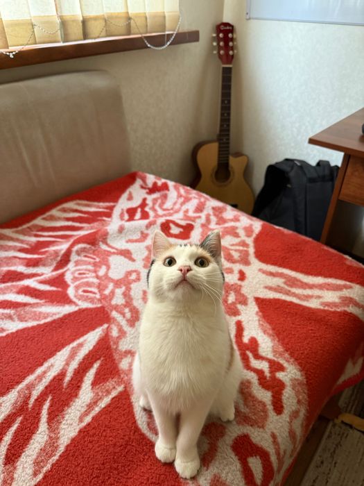 Пристраиваю малейшую кошечку