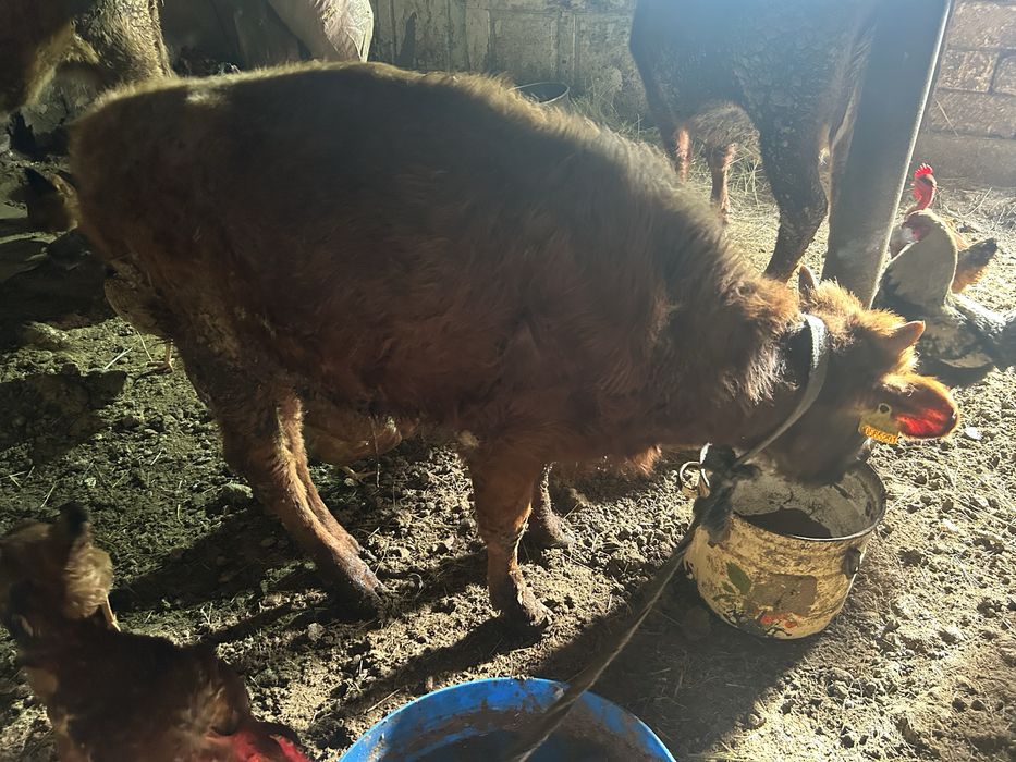 Баспак сатылады 7-8 аилык