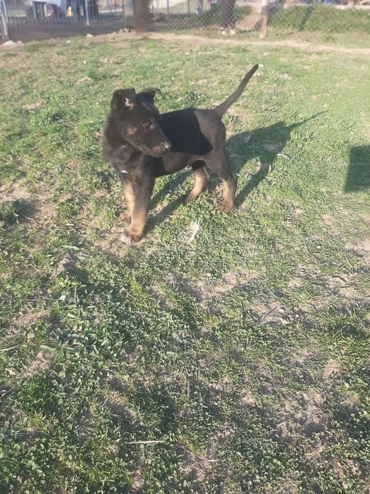 Mascul ciobanesc belgian malinois