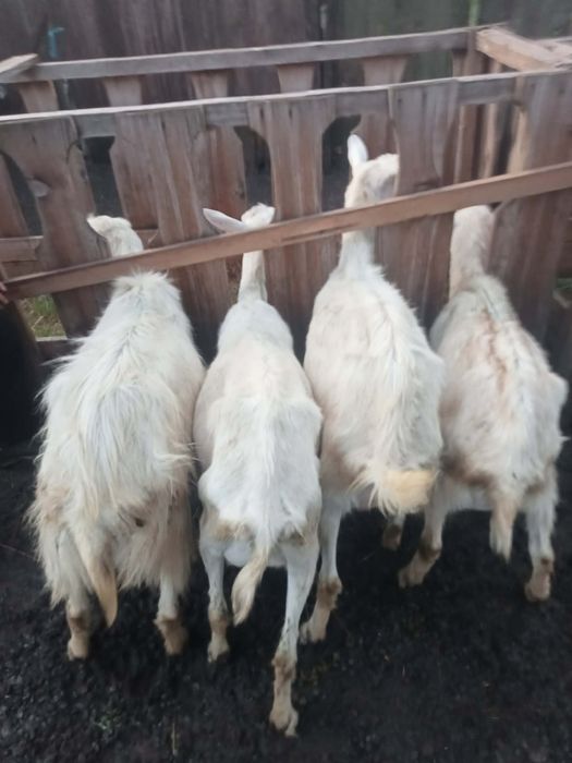 Vând capre comuna boțești județul vaslui  .(0769896340)