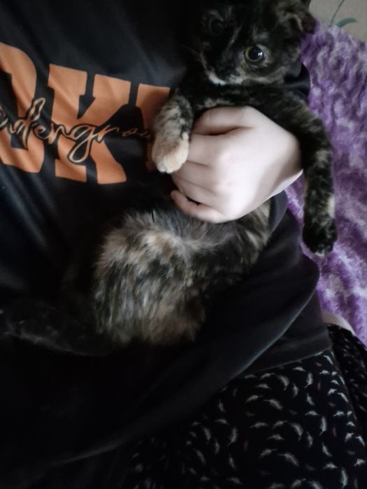 отдам кошечку в хорошие руки