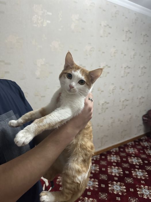 Продам срочно кошку