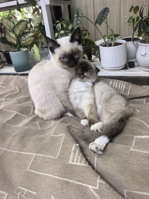 Отдам котят в добрые руки