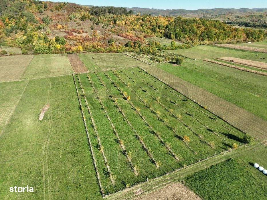 RECO, Teren cu livada de nuci, Zona Auseu, Bihor