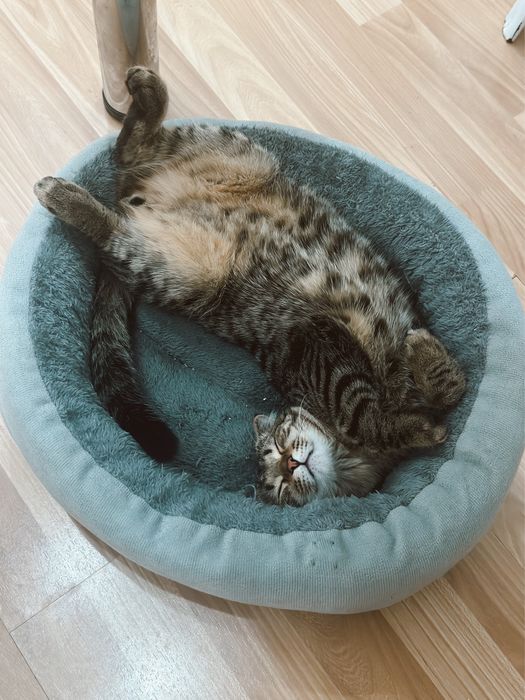 Кот вислоухий, годик,