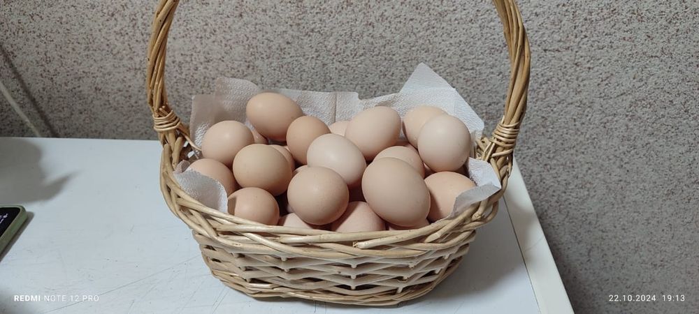 Продам курей несушек породы  Сони