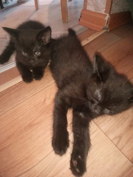 Котята мальчики 2 месяца