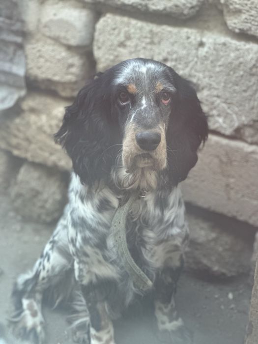 В добрые руки пёсель